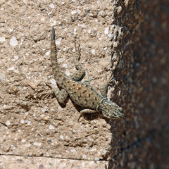 Sceloporus jarrovii
