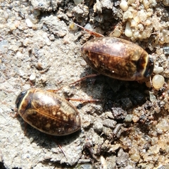 Agabus nebulosus