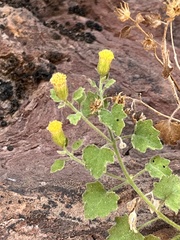 Perityle tenella