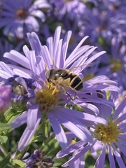 Eristalis hirta