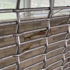 Tenodera angustipennis