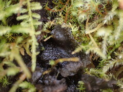 Scytinium polycarpum