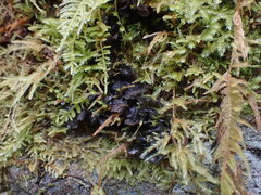 Scytinium polycarpum