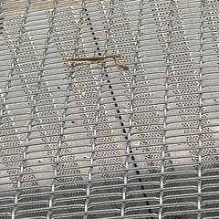 Tenodera angustipennis