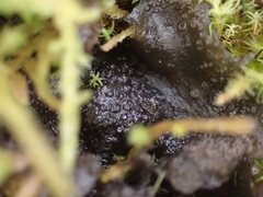 Scytinium polycarpum