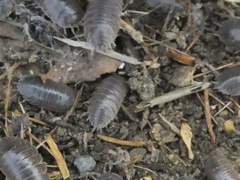 Porcellio