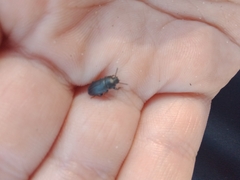 Tenebrioninae
