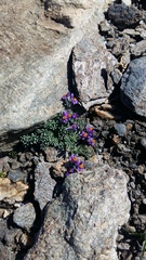 Linaria alpina