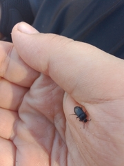 Tenebrioninae