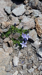 Campanula cenisia