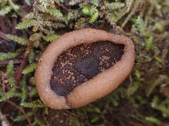 Gyromitra