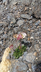 Ranunculus glacialis