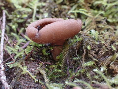 Gyromitra