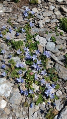 Campanula cenisia