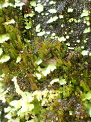 Crossocalyx hellerianus