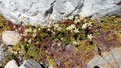 Saxifraga bryoides