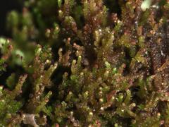 Crossocalyx hellerianus