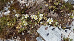 Cerastium uniflorum