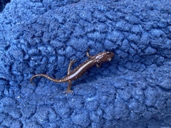 Aneides lugubris