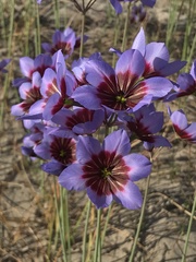 Leucocoryne purpurea