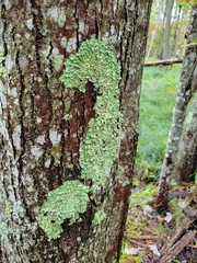 Flavoparmelia caperata