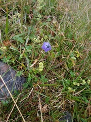 Campanula rotundifolia
