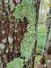 Flavoparmelia caperata