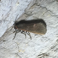 Virbia laeta