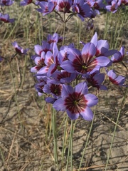 Leucocoryne purpurea