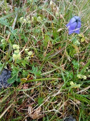 Campanula rotundifolia