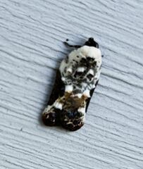 Acleris nivisellana