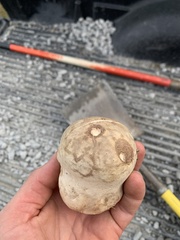 Calvatia craniiformis
