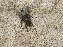 Sarconesia chlorogaster