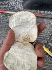 Calvatia craniiformis
