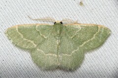 Chlorochlamys phyllinaria