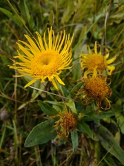 Pentanema britannica