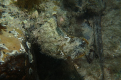Malleus meridianus