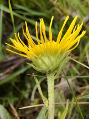 Pentanema britannica