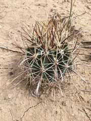 Sclerocactus cloverae