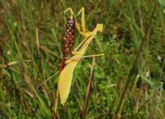 Stagmomantis floridensis