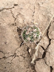 Sclerocactus cloverae