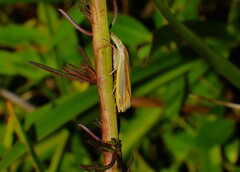 Crambus satrapellus
