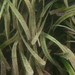 Posidonia australis - Photo (c) Dan Monceaux,  זכויות יוצרים חלקיות (CC BY-NC), הועלה על ידי Dan Monceaux