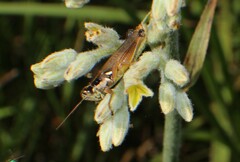Paroxya atlantica