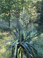 Yucca filamentosa