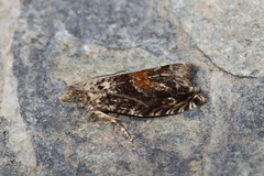 Epinotia nisella