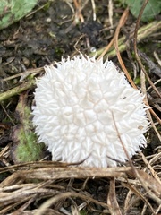 Lycoperdon curtisii