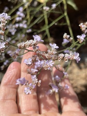 Limonium narbonense