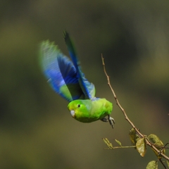 Forpus xanthopterygius