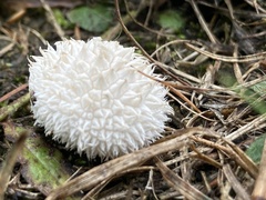 Lycoperdon curtisii